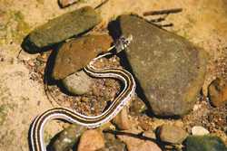 A Blackneck Garter Snake (Thamnophis cyrtopsis)