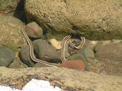 A Blackneck Garter Snake (Thamnophis cyrtopsis) holding it's breath.  It stayed underwater 25 minutes!