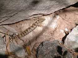 A Madrean Alligator Lizard (Elgaria kingii)