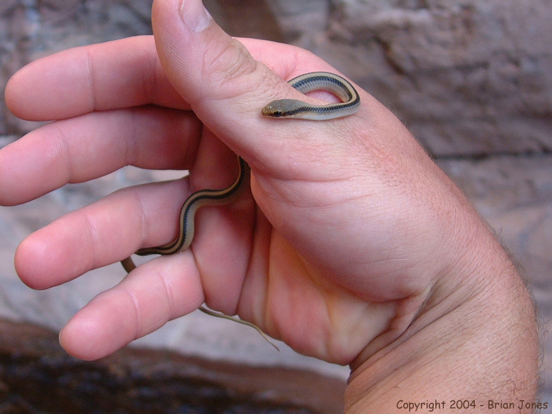 Patchnose Snakes, Western Patchnose Snake