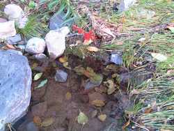 A seep fills a small pool near camp.  Pictures don't do it justice.