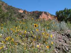 Sunflowers below the cliffs along the Blue River.