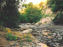 Sunflowers along Little Blue Creek.