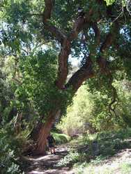 A HUGE cottonwood tree along the Blue River