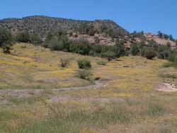 These little yellow wildflowers were thick as carpet in many places along the roadside.