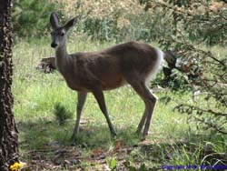 This cute little deer practically walked right through our camp.