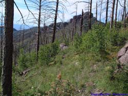 Along the Crest Trail.