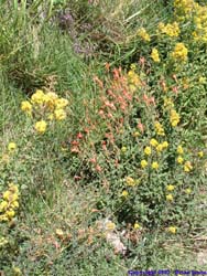 Some of the many wildflowers on the trail.