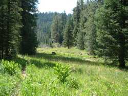 Everyone remarked about how neat these glacier lilies were (plant in center).