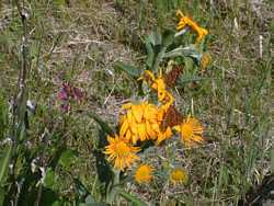 There were plenty of flowers and butterflies around.