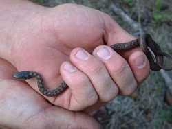 One of the garter snakes we saw.  I looks like a Checkered garter snake (Thamnophis marcianus), but this area was a little high for that species.