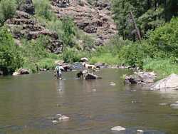 CJ trying to figure out how to get off of the rock in the river.