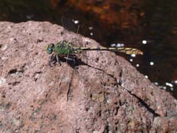 A beautiful dragonfly.