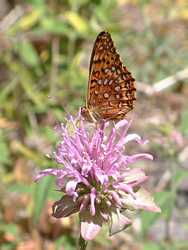 A common, but never tedious site along Fish Creek.