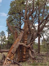 A wizened old Juniper supports a fallen comrade.