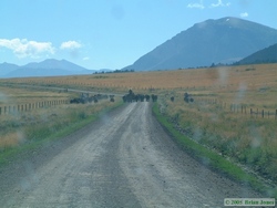 Approaching a cattle drive.