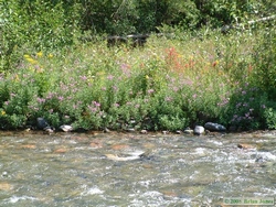 Wildflowers along Whale Creek on Jerry and Andrea's property.