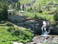 Very photogenic Mountain Goats (Oreamnos americanus) near Logan Pass.