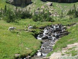 Very photogenic Mountain Goats (Oreamnos americanus) near Logan Pass.