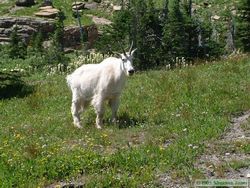 Very photogenic Mountain Goats (Oreamnos americanus) near Logan Pass.