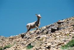 A young Bighorn sheep (Ovis canadensis) along the traverse between Dawson Pass and Cut Bank Pass.