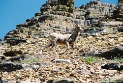 Can sheep get leprosy?  A young Bighorn sheep (Ovis canadensis) along the traverse between Dawson Pass and Cut Bank Pass.  