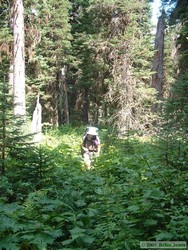 Yes, there is a trail under all that brush!