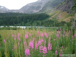 Fireweed was abundant on this knoll overlooking Beaver Woman Lake.