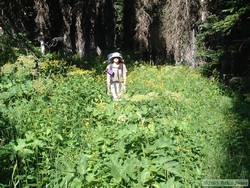 Shan hiking through beautiful flowers along the trail.  And again, yes, there is a trail in there . . .  somewhere . . .