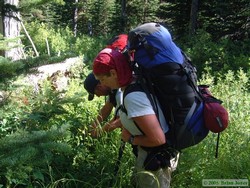 Jerry and Andrea picking huckleberries.