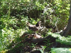 A Spruce grouse (Falcipennis canadensis)?