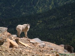 A Rocky Mountain Goat (Oreamnus americanus) poses for us.