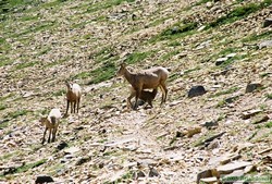 A Bighorn sheep (Ovis canadensis) nursing her young.