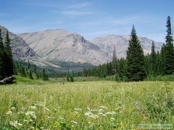 Hiking through a large meadow along North Fork Cut Bank Creek.