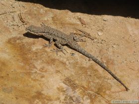 An ornate tree lizard (Urosaurus ornatus) in Bullet Canyon.