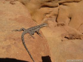 An ornate tree lizard (Urosaurus ornatus) in Grand Gulch.