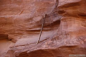 An ancient ladder at an un-named ruin in Grand Gulch.