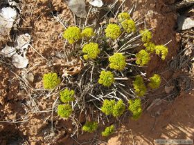 Unknown flower in Grand Gulch.