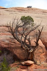 A cool juniper while hiking up Grand Gulch.