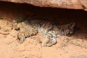 A dead bobcat in Toadie Canyon.