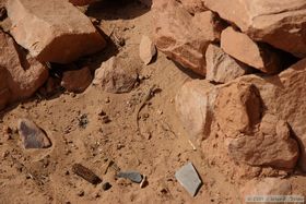 A plateau fence lizard (Sceloporus tristichus) at Turkey Pen Ruin in Grand Gulch.