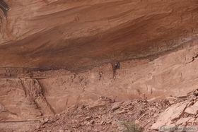 Steve investigating an upper level at Turkey Pen Ruin in Grand Gulch.