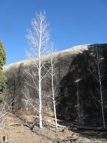 A relict stand of aspen trees in Kane Gulch.