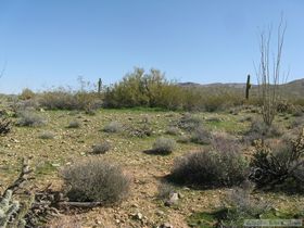 Hiking along the base of the Harcuvar Mountains..