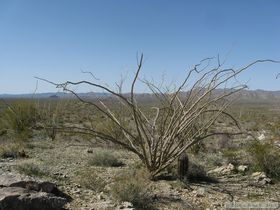 A crazy old ocotillo in the Harcuvar Mountains.