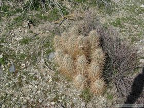 A cool hedgehog type cactus.
