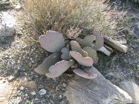 A Valentine's Day prickly pear cactus.  This made me think of Shan, so I had to take a picture of it..
