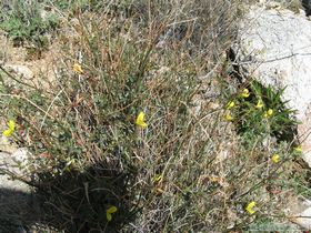 We started seeing deer vetch in bloom as we descended the mountain..