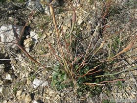 I really liked this plant, desert trumpet (Eriogonum inflatum).