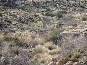 We finally saw these 5 deer moving up the mountain, presumably heading towards the water we'd passed.
